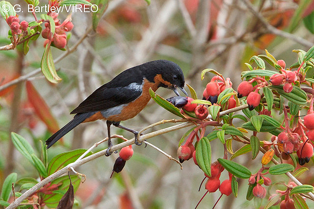 Black-throated Flowerpiercer b57-19-419.jpg